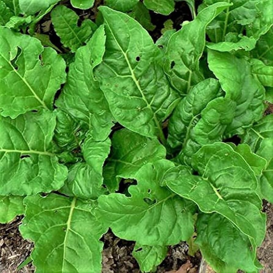 Perpetual Spinach Swiss Chard 50 Beta Vulgaris Cicla NON-GMO USA FREE S&H