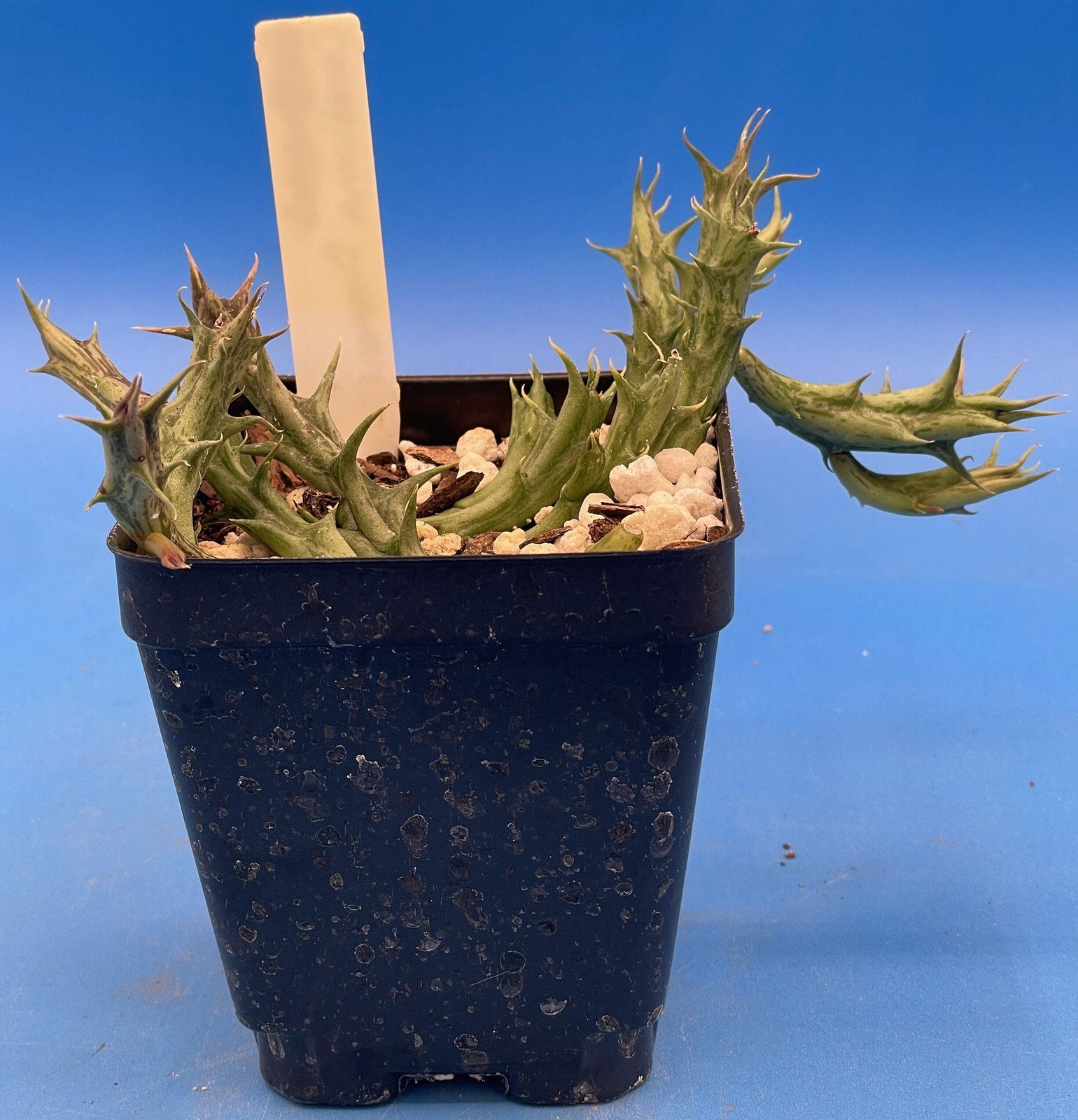 Orbea Dummeri Rooted In 3.5″ Pot – RARE! +1 Inch Lemon-Yellow Flowers!
