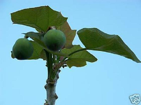 15 seeds PHYSIC NUT Barbados rare JATROPHA CURCAS diesel drought tolerant seed