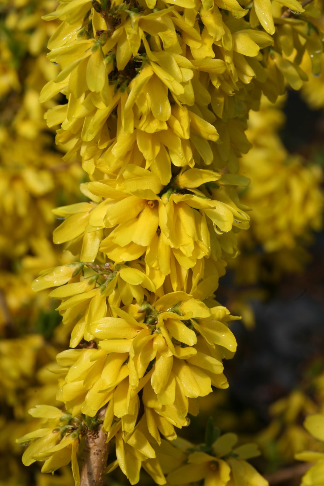 Live Plant From Green Promise Farms – Proven Winners Forsythia X Show Off