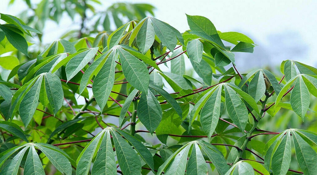 Organic Sweet Red Cassava Yuca Manihot Esculenta – 5 cuttings