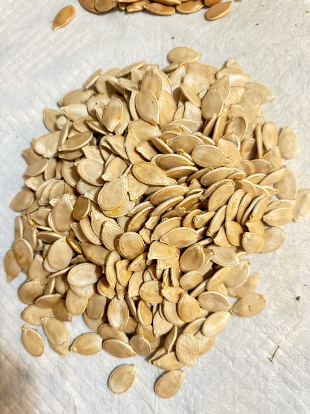 Dill’s Atlantic Giant Pumpkin Seeds 2 seeds for $25.00 )Howard Dill Winner.