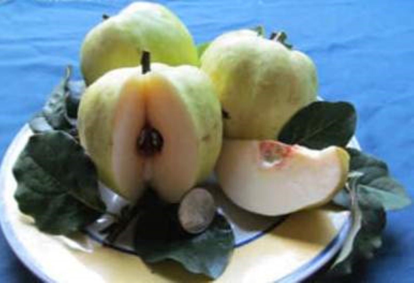 Aromatnaya Quince 4-5 ft tall. Not for HI, CA, AK