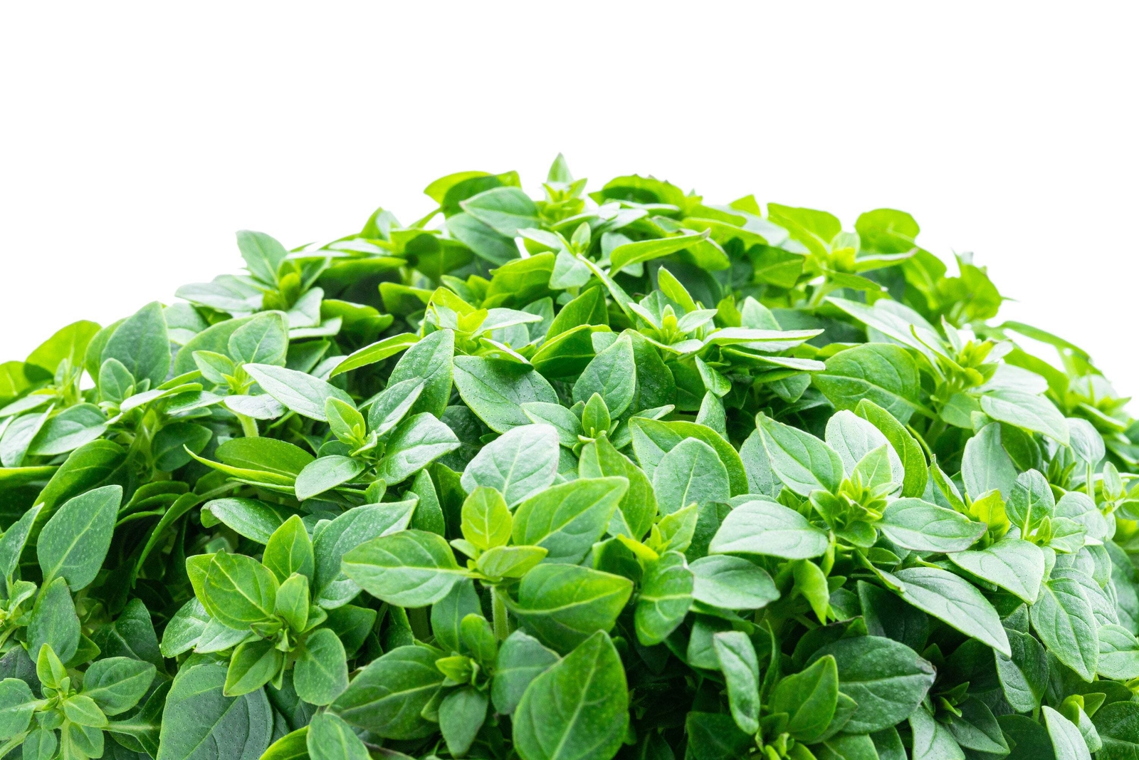 500 DWARF GREEK BASIL Ocimum Basilicum Fragrant Spicy Small Leaf Herb Seeds