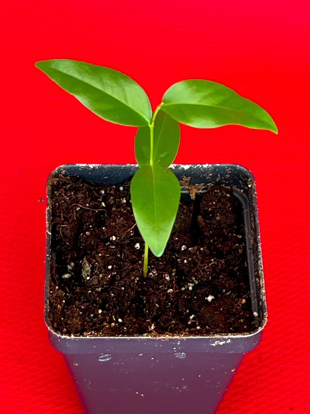 Fingersop Meiogyne cylindrocarpa Red Paipai Fruit Tropical Tree Plant RARE
