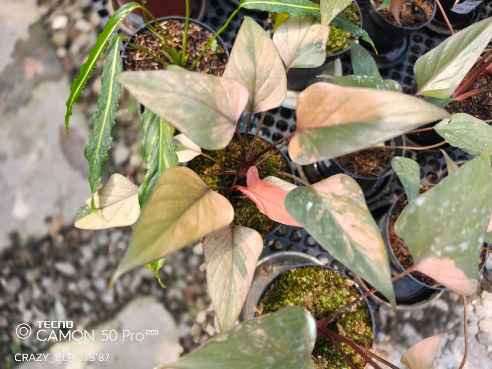 Homalomena Pink Diamond Variegated Beauty — Wholesale And Retail