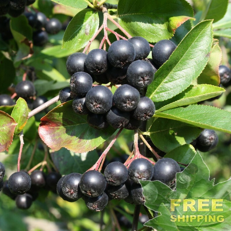 BLACK CHOKEBERRY Aronia Melanocarpa – 50 SEEDS. FREE S&H
