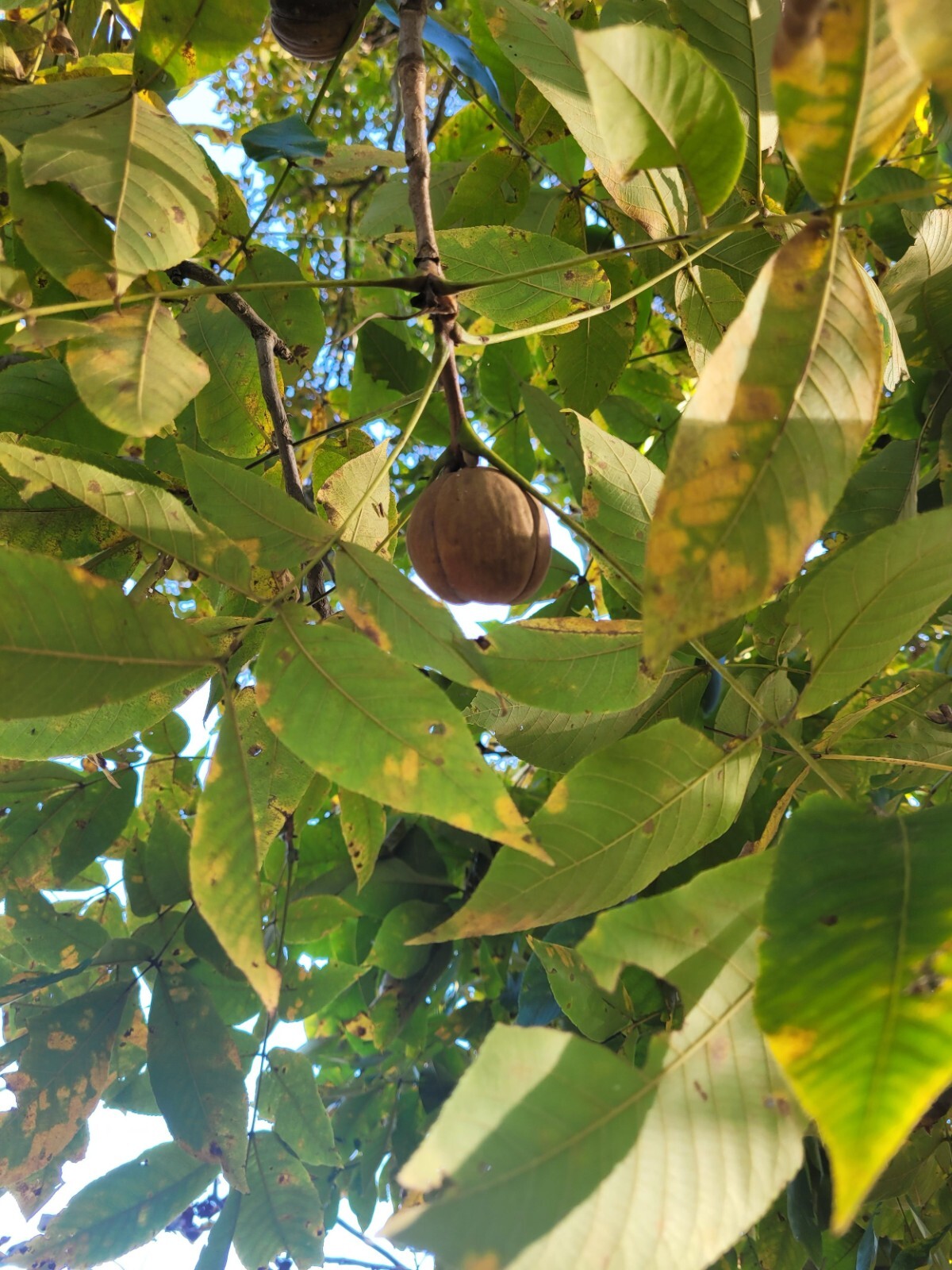 8-12” tall Shellbark Hickory (Carya laciniosa) tree plant