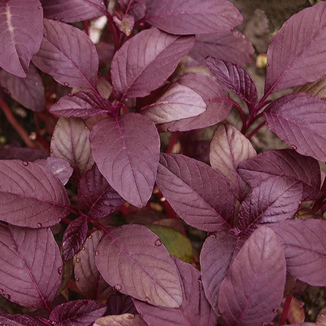 Fresh Premium Amaranth Red Leaf Seeds | Hu Hsien | Heirloom Non-GMO | Herb Seeds