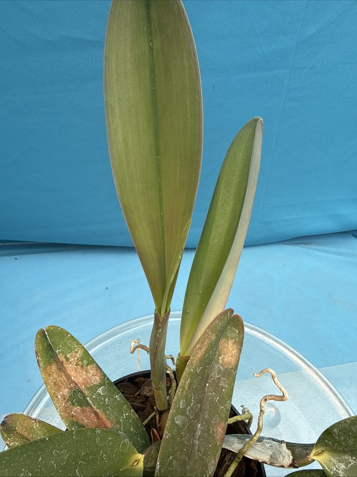 Cattleya jenmanii Rubra Fragrant Species Orchid 7” Pot SHEATH + 3 New Growths