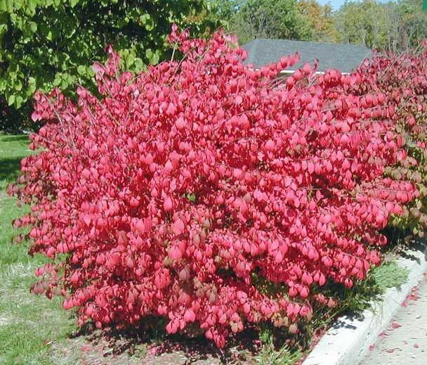 Dwarf Burning Bush gallon pot Hardy Shrub (Euonymus Alatus)
