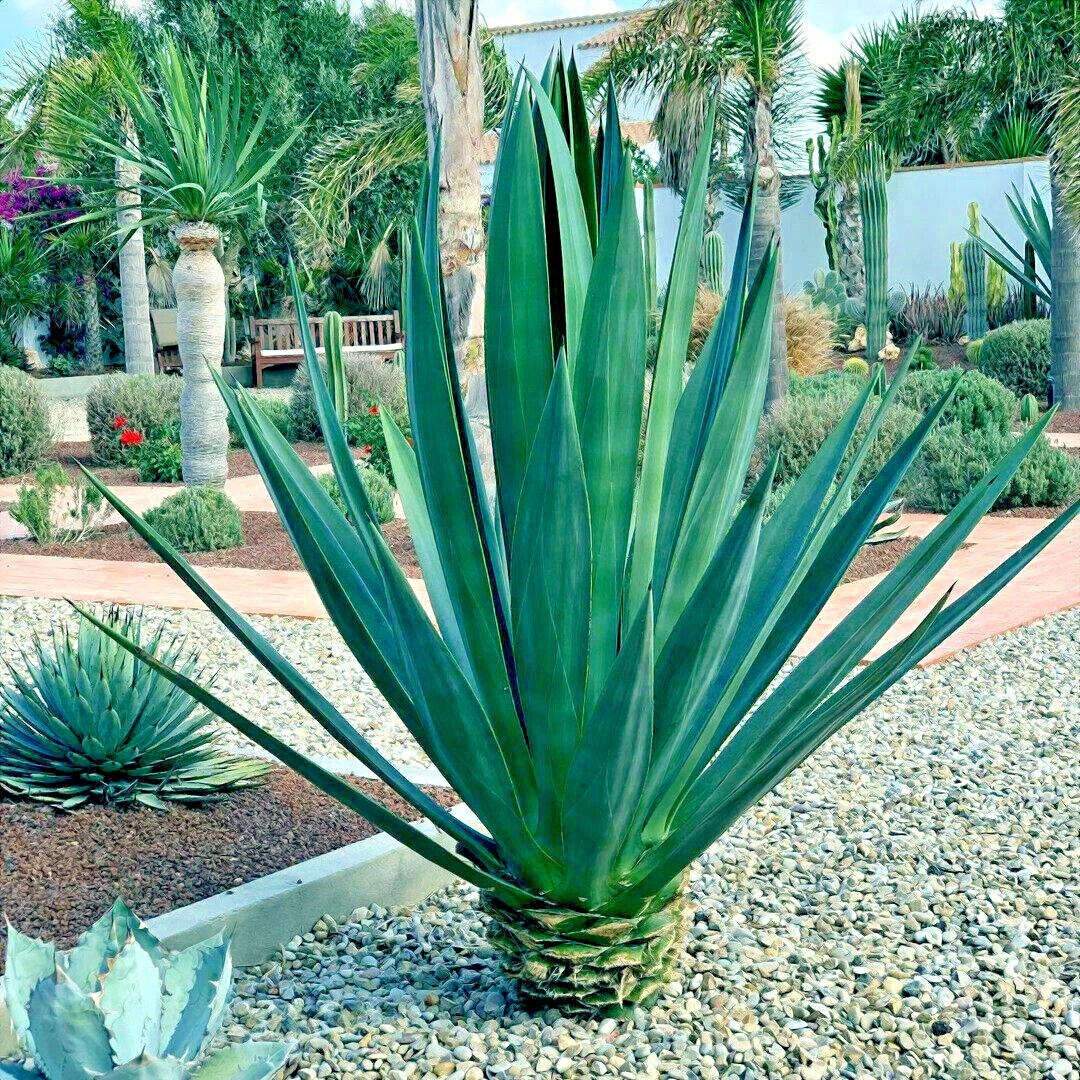 (Agave sisalana) Seeds Rare “Century Plant” Exotic Succulent “Sisal” Cactus Tree