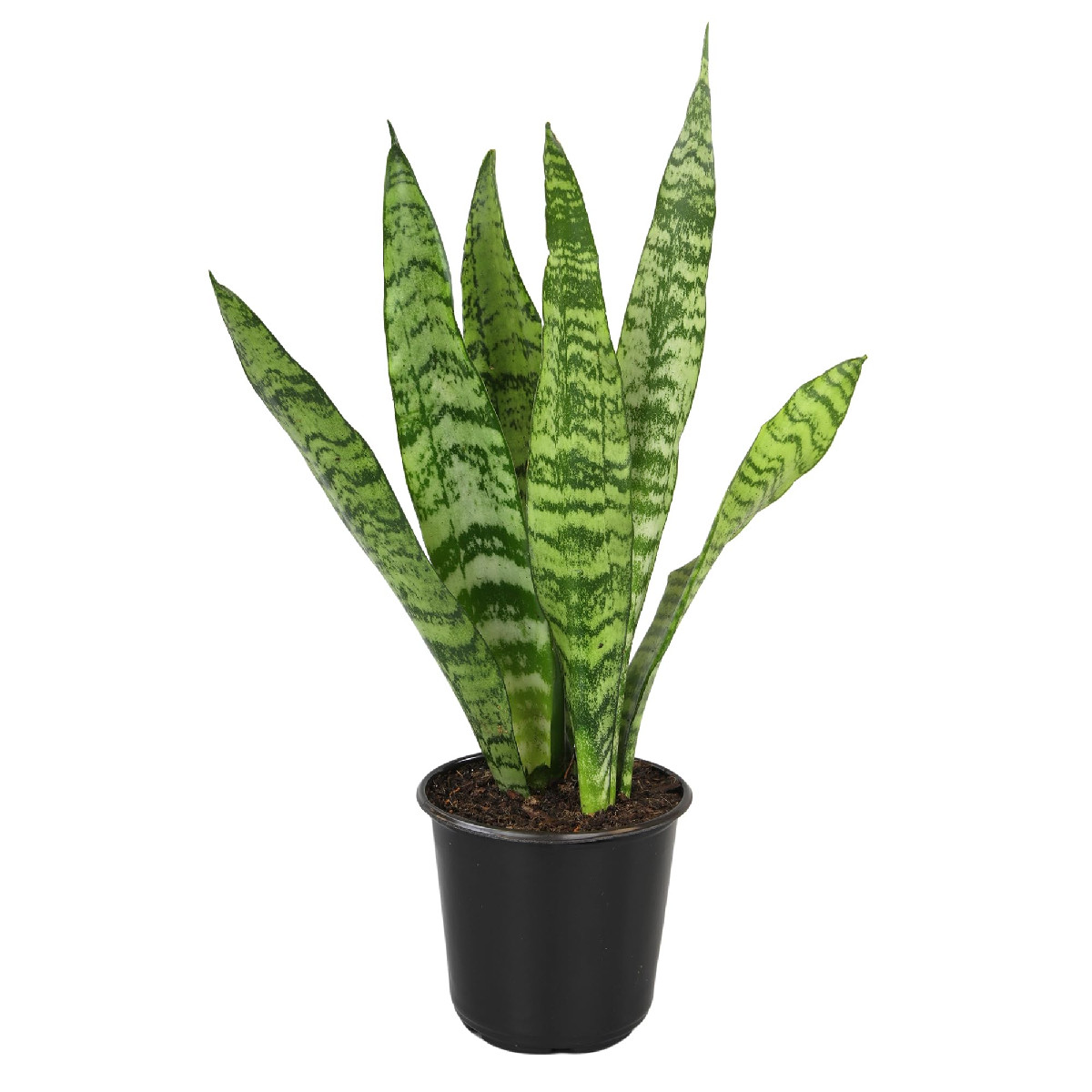 Altman Plants Live Snake Plant Zeylanica Approx. 13 Tall Virtually