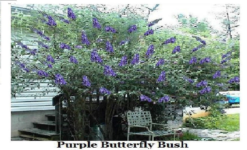 #50 Special Listing For 7 Different Kinds Of Butterfly Bush Seeds