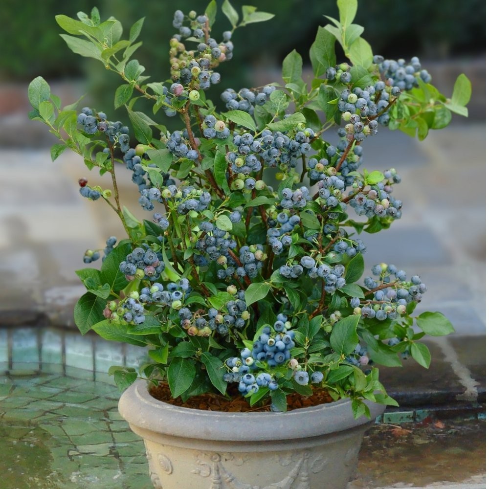 Sunshine Blue “Semi-Dwarf” Blueberry – Live Plant – ( 1 QT )