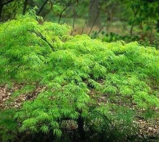 Waterfall Green Laceleaf Weeping Japanese Maple – Live Plant – ( 2.5 QT )