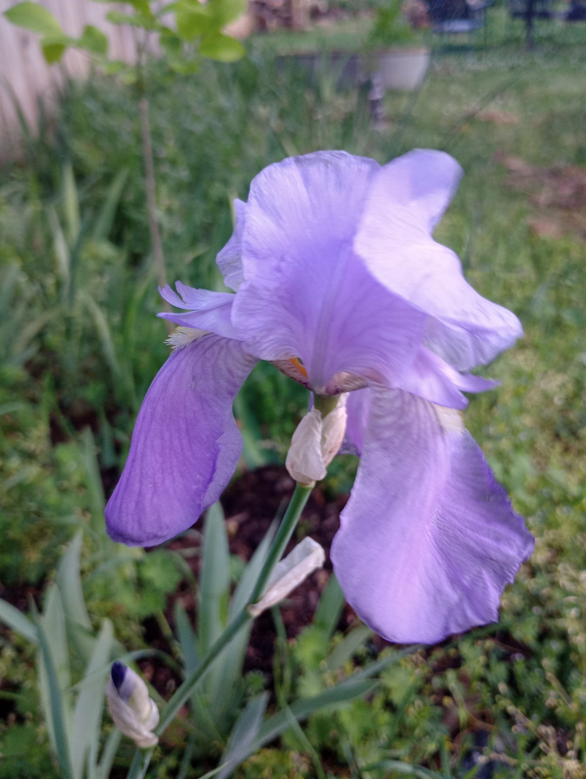 5x MIXED VARIETIES/COLORS BEARDED IRIS Bulbs/Rhizomes FRESH