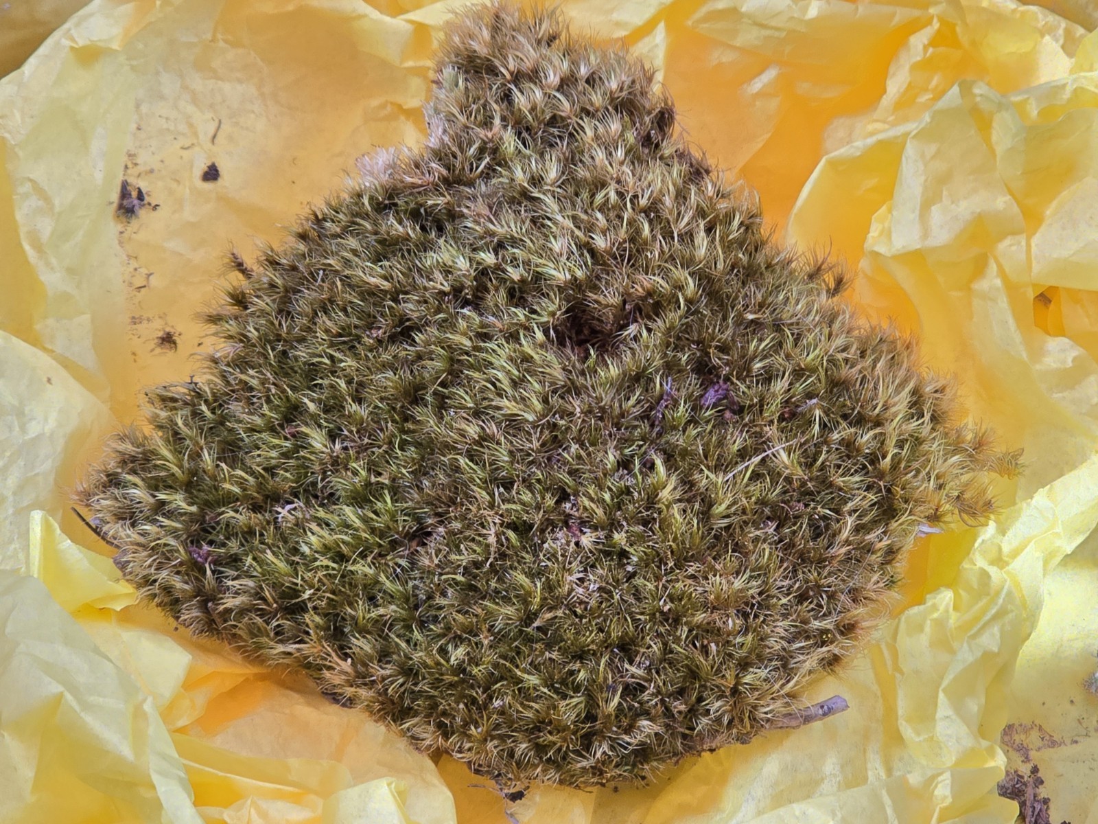 1 Ounce Dried North Carolina Moss Large Specimen Natural Craft Terrarium Floral
