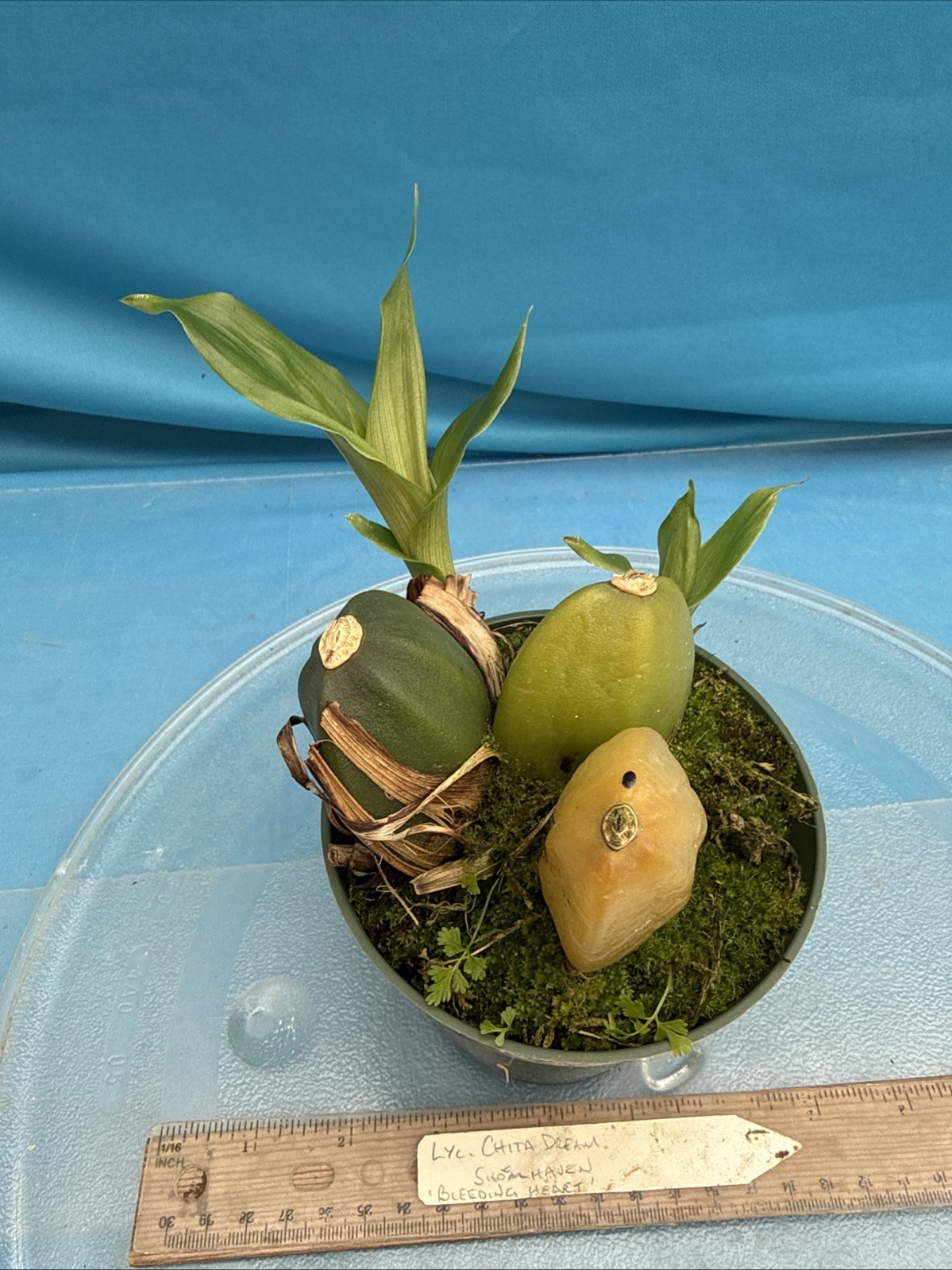 Lycaste Chita Dream x Shoalheaven ‘Bleeding Heart’ Exact Orchid Hybrid 4” Pot