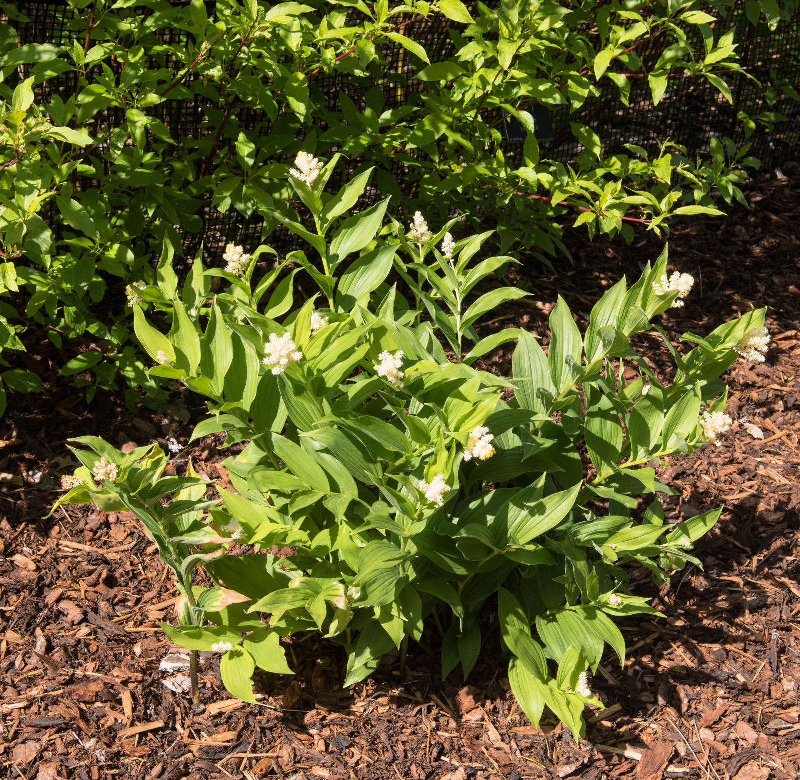 10 SOLOMON’S SPIKE White Western False Seal Maianthemum Racemosum Flower Seeds