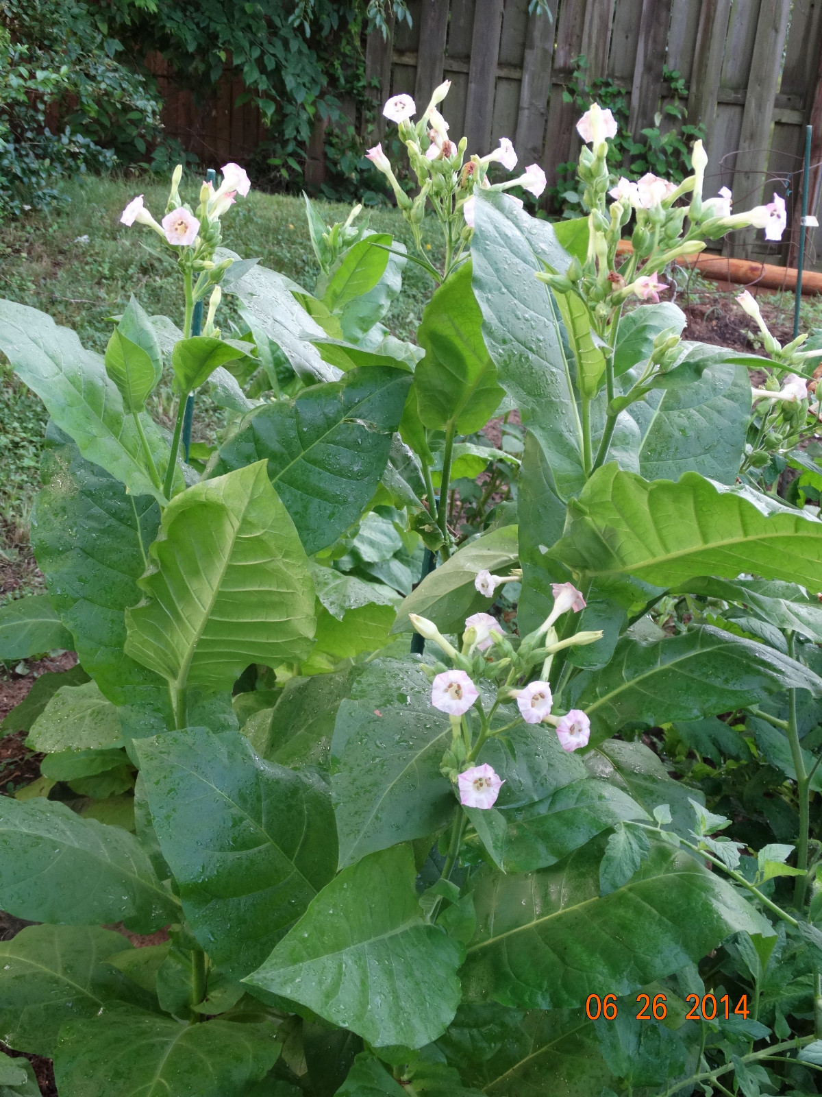 1500 Kentucky 17 Burley Tobacco SEEDS Growing Instructions Included FRESH 2024