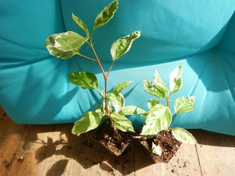 SNOW QUEEN Tropical Hibiscus Plant Variegated Green White Leaves and Red Flower
