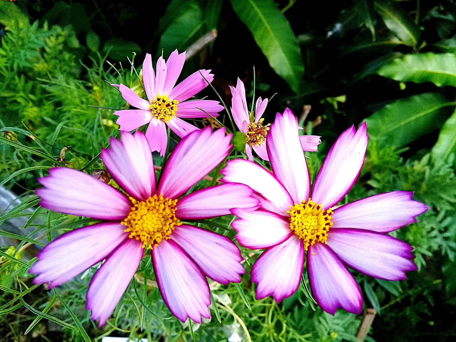 300 CANDY STRIPE COSMOS Cosmos Bipinnatus Flower Seeds