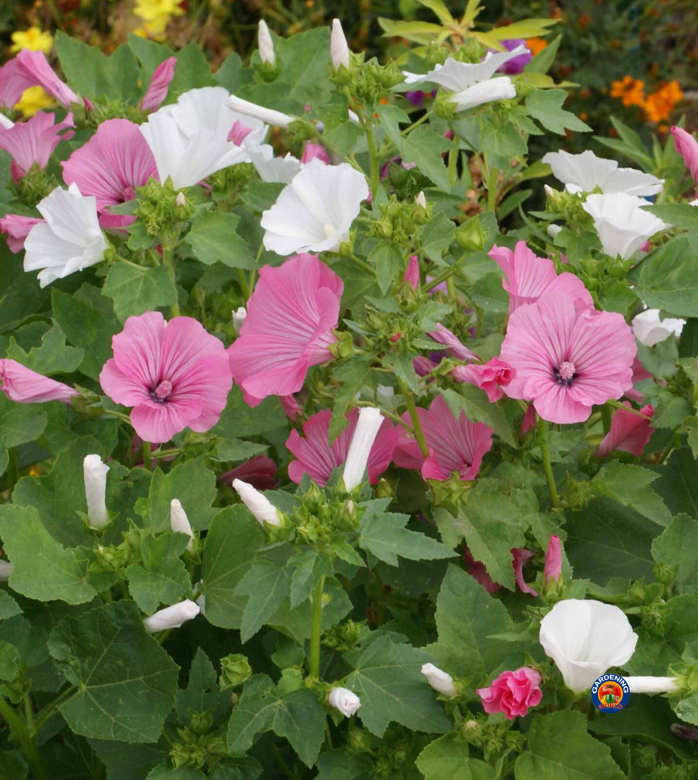 1oz Tree Mallow Flower Seeds Pink/White Lavatera trimestris (Aprox 4300 Seeds)