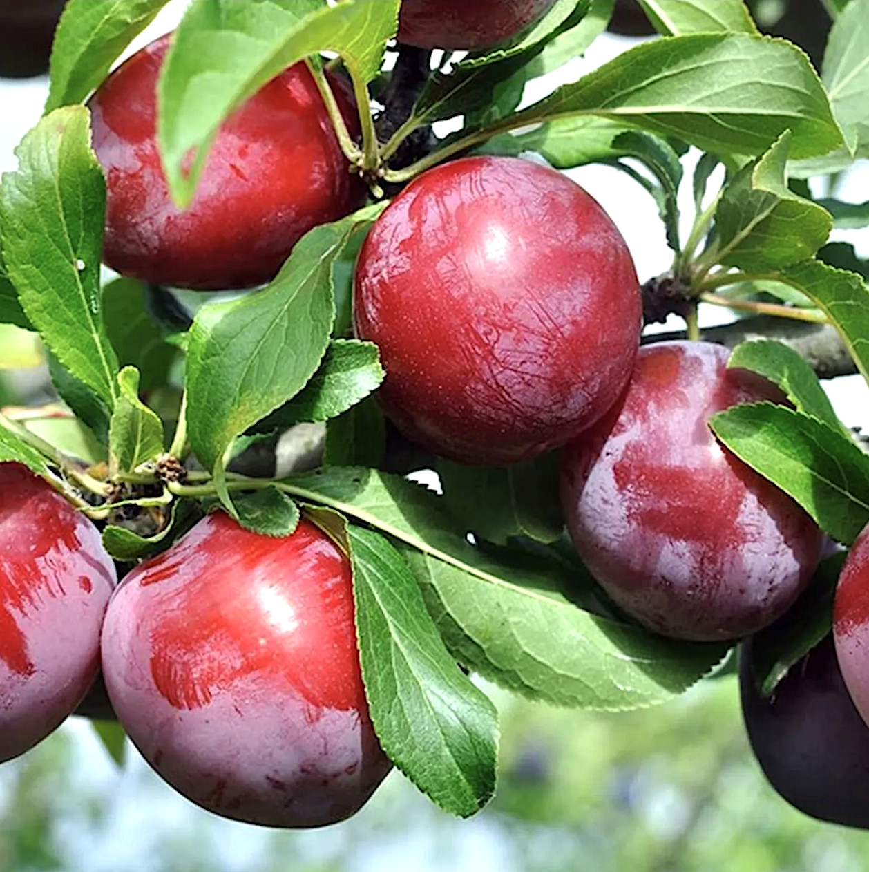 Dwarf Beauty Plum Tree, Self-fruitful, 36″ Tall