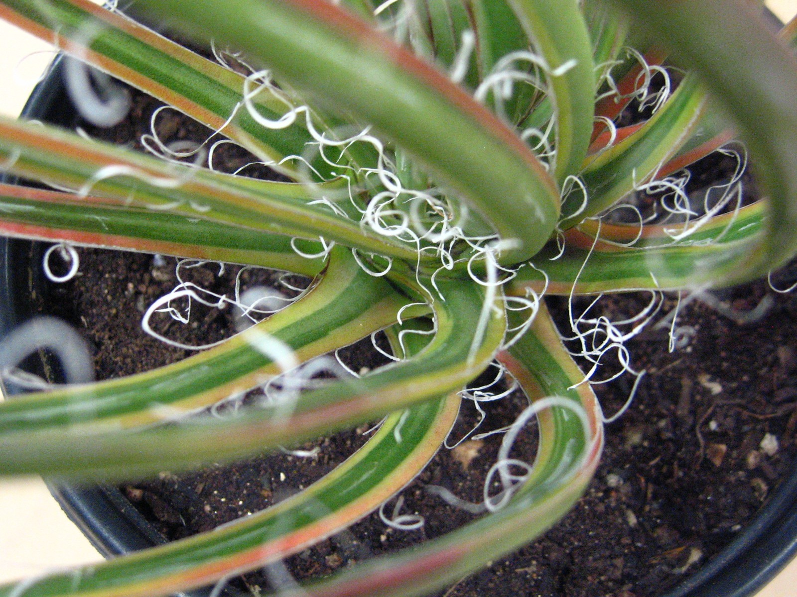 Agave “Leopoldii II” Marginata Aurea — Rare Succulent