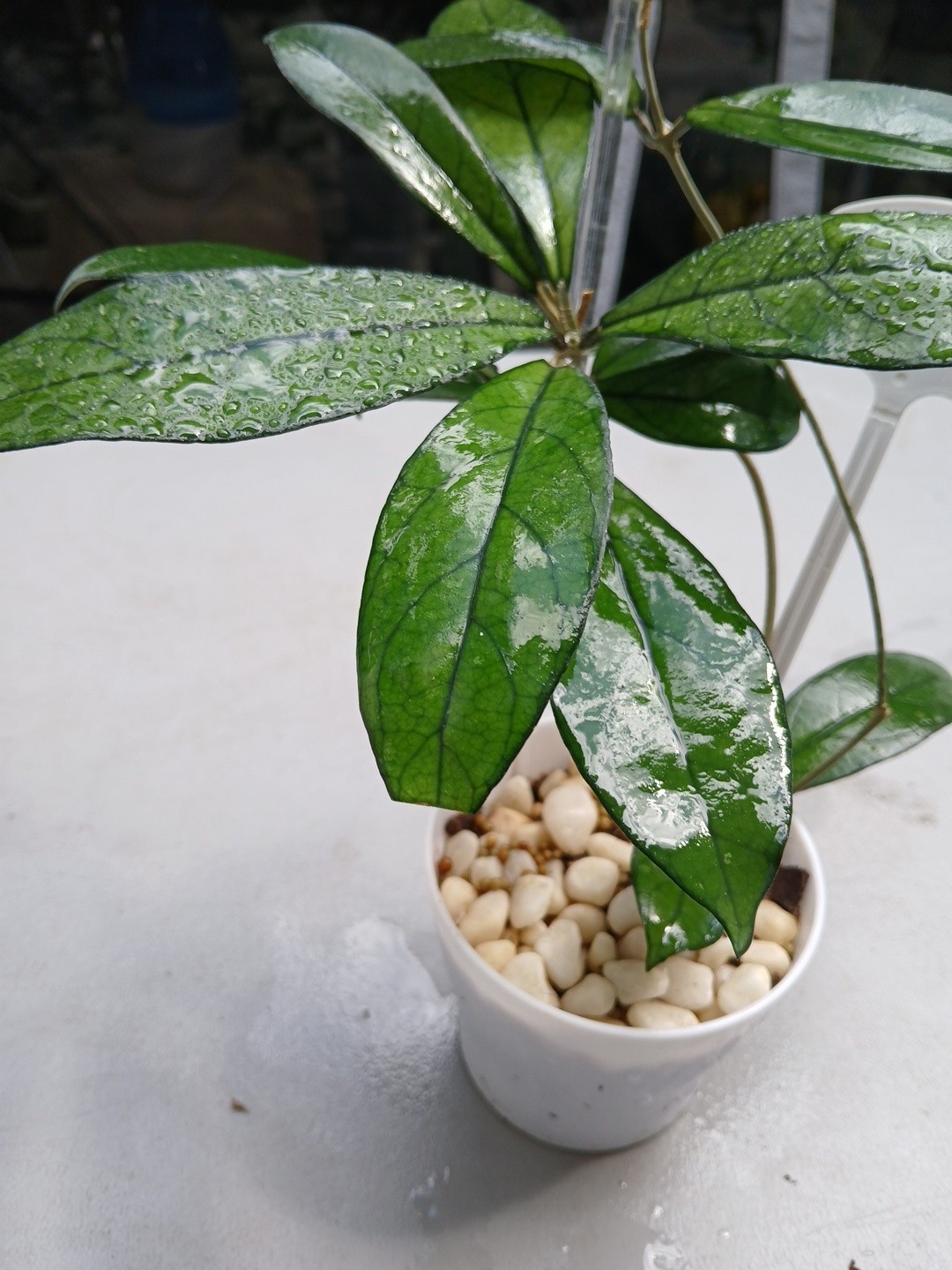 #360- Hoya CRASSIPETIOLATA Green LIVE PLANT,