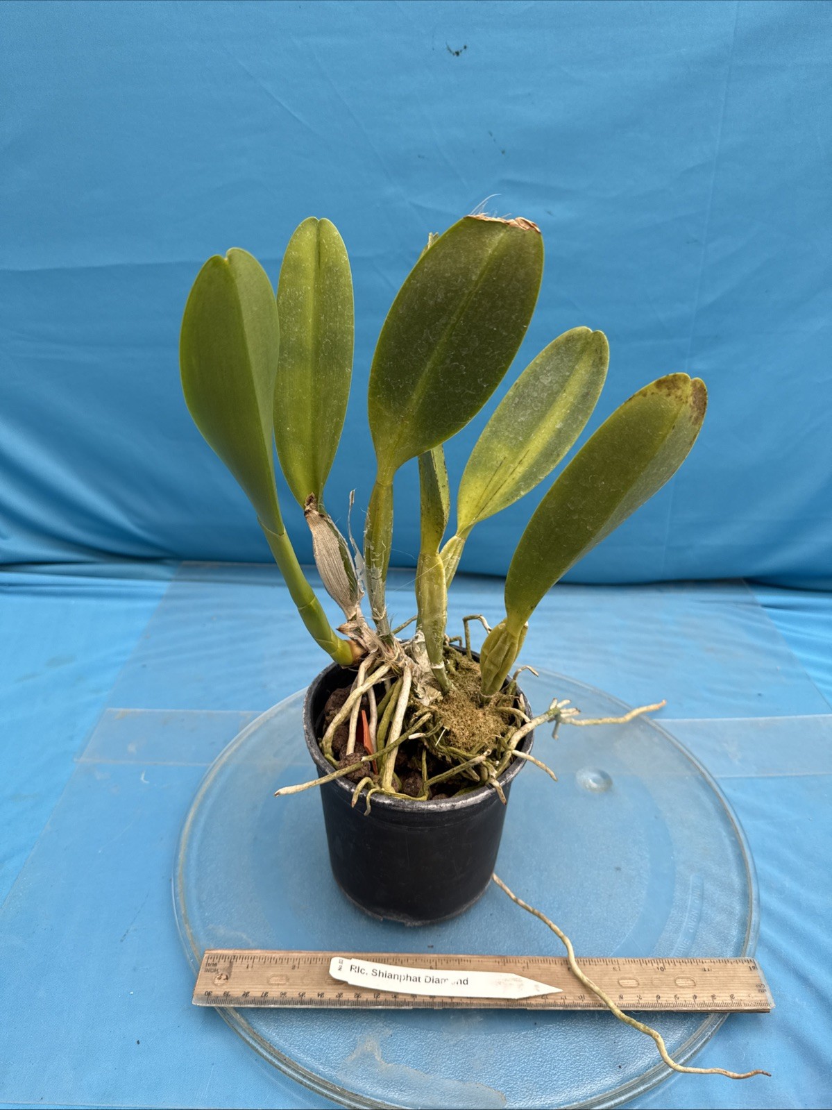 Cattleya Rlc Shinaphat Diamond White Yellow BS Orchid With Sheath 5.5” Pot