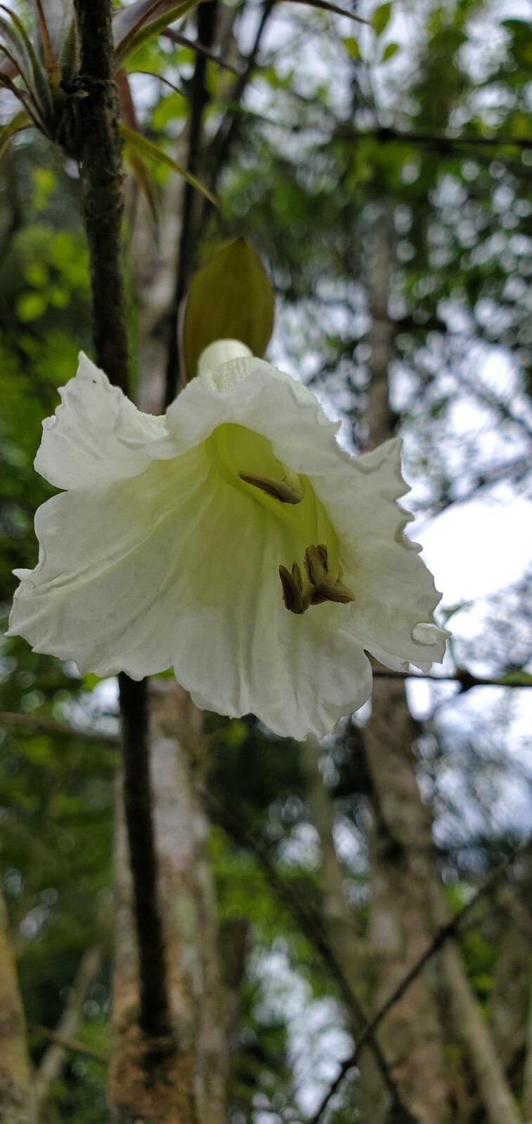 Parmentiera cereifera~Árbol de Vela~Candle Tree~Live Plant~ 10″ to 12″ inches