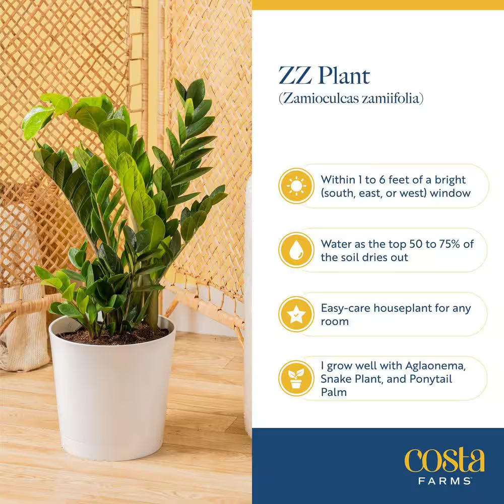 Zamioculas Zamiifolia Indoor ZZ Plant in 6 In. Grower Pot, Avg. Shipping Height