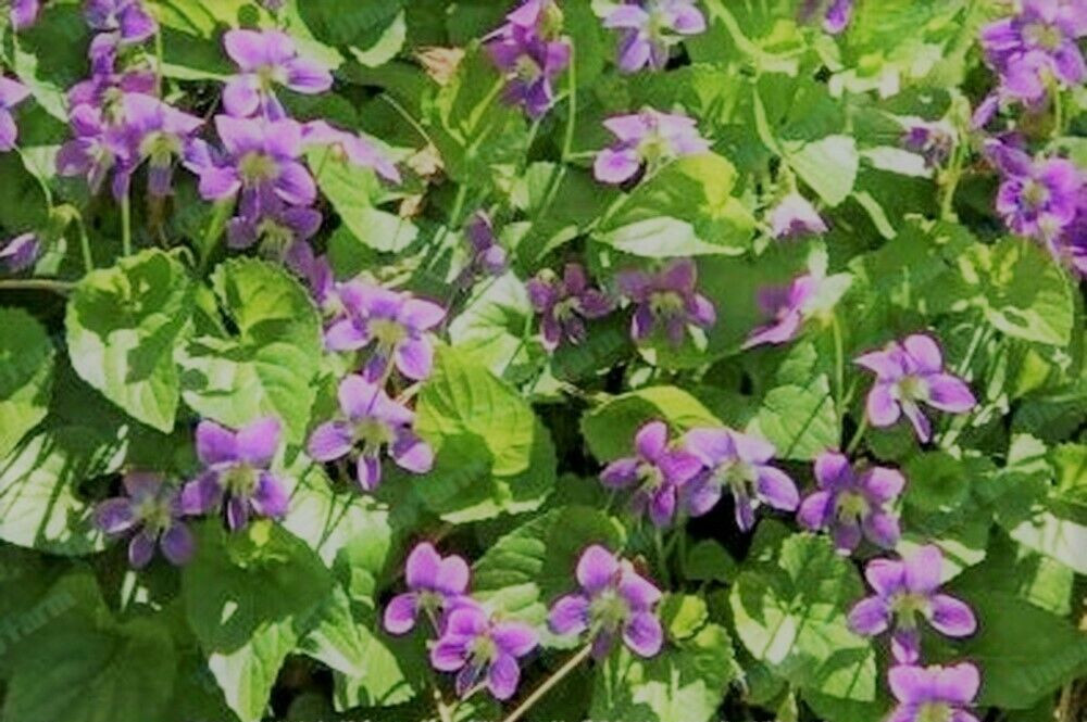 12 Wild Violet Flower Plant Purple Viola, Bareroot Rhizomes Bulbs