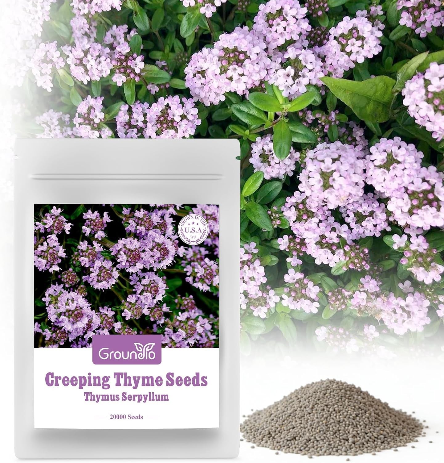 High-Germination Rate Creeping Thyme Seeds – 20000+ Fragrant Plants for Gardens