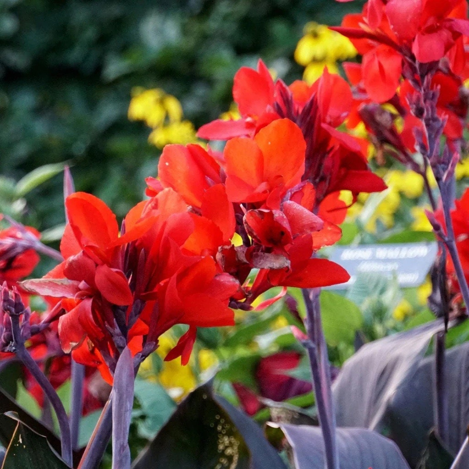 Canna Tall Tropicanna Black Lily Bulbs Red Flowering Baring Root For Planting