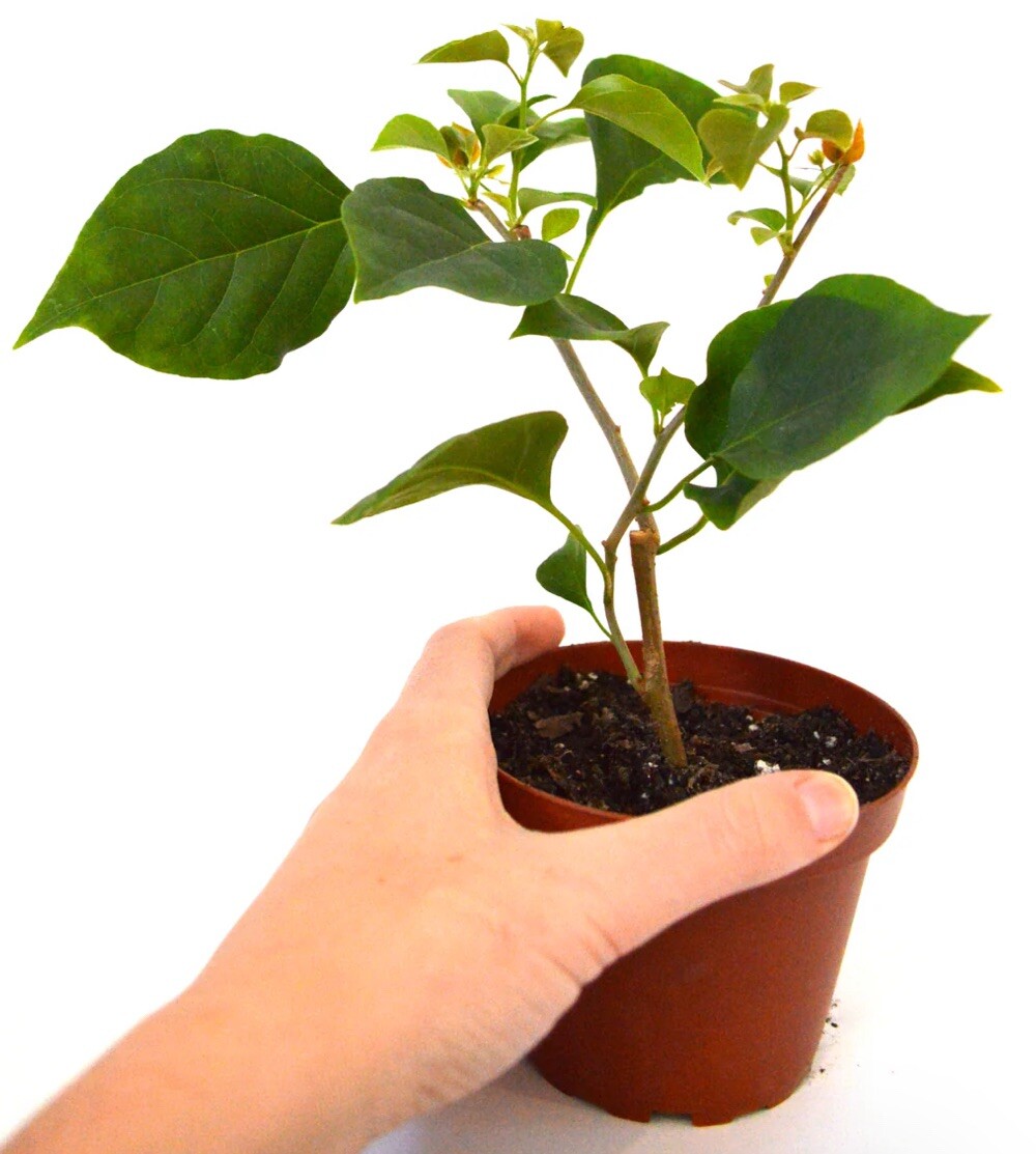 1 PC 4” POT ROYAL PURPLE BOUGAINVILLEA LIVE PLANT FRESH GUARANTEED BEST GIFT