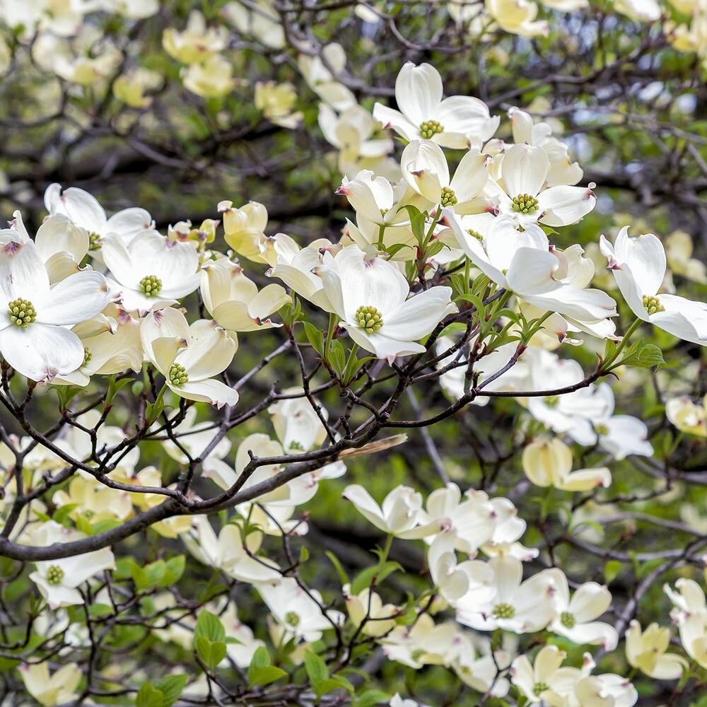 6+2 cuttings scions of American White Dogwood tree to root and graft