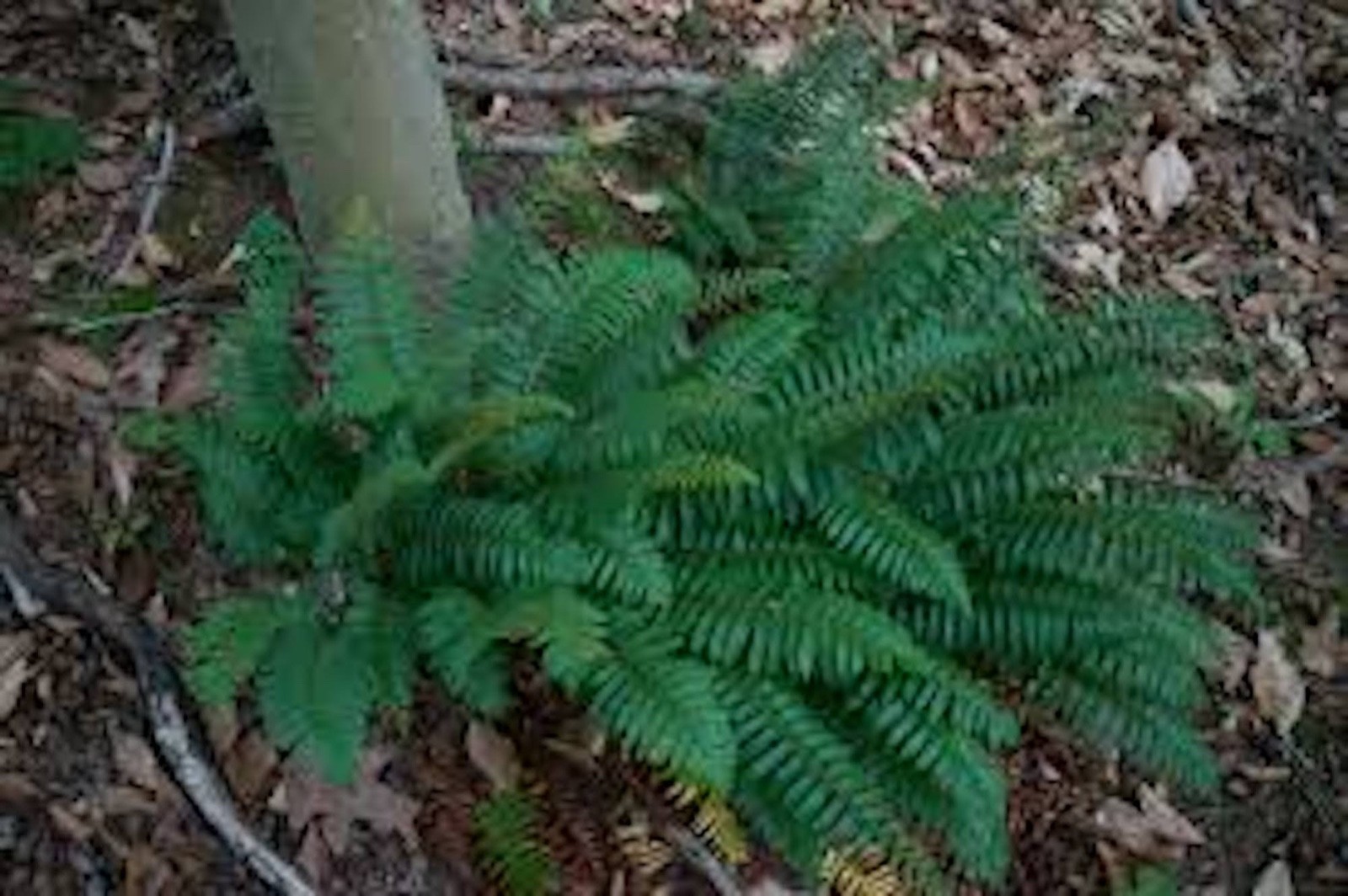 3 Christmas Fern Roots Polystichum Acrostichoides Bare Root