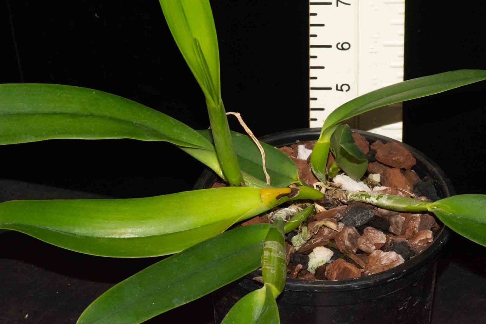 Cattleya dowiana var. aurea #5, in sheath