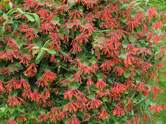 TRUMPET CORAL HONEYSUCKLE VINE Lonicera Sempervirens Starter Plant*USA SELLER*