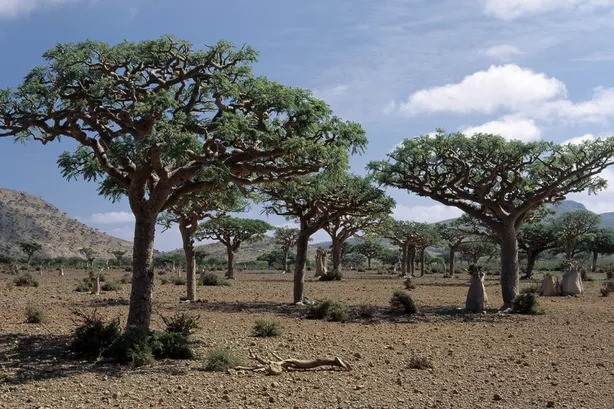 8 Frankincense Tree Seeds