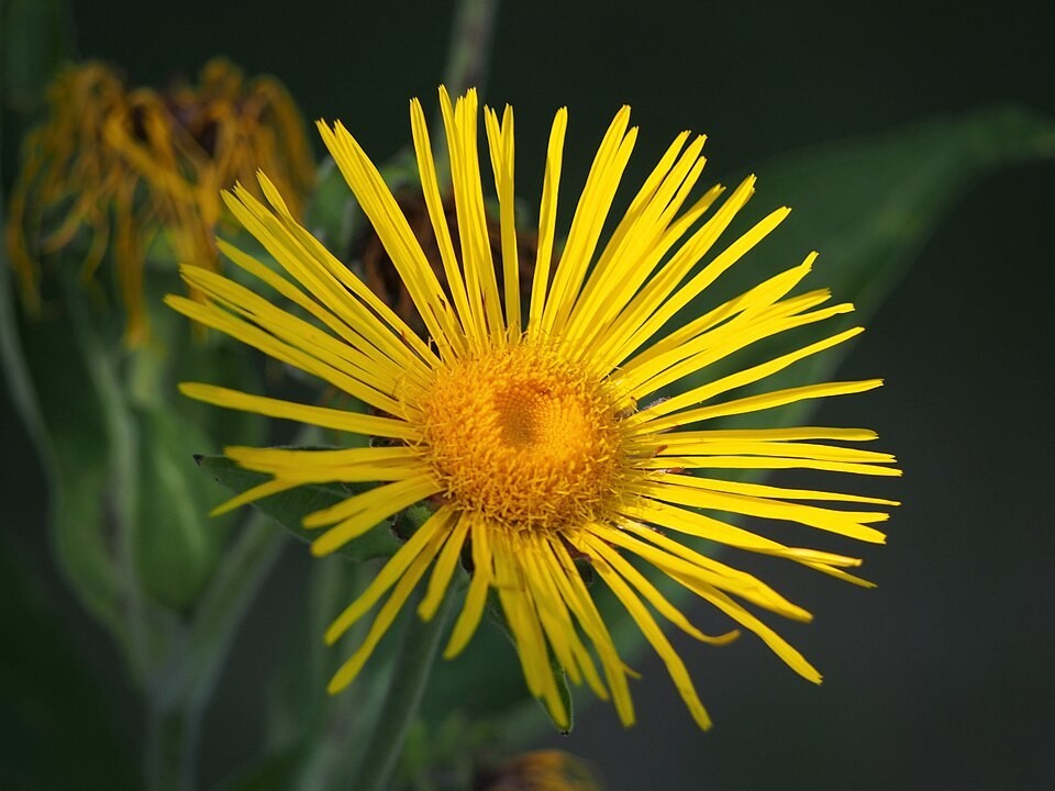 Inula helenium | Elecampane | 20 Seeds