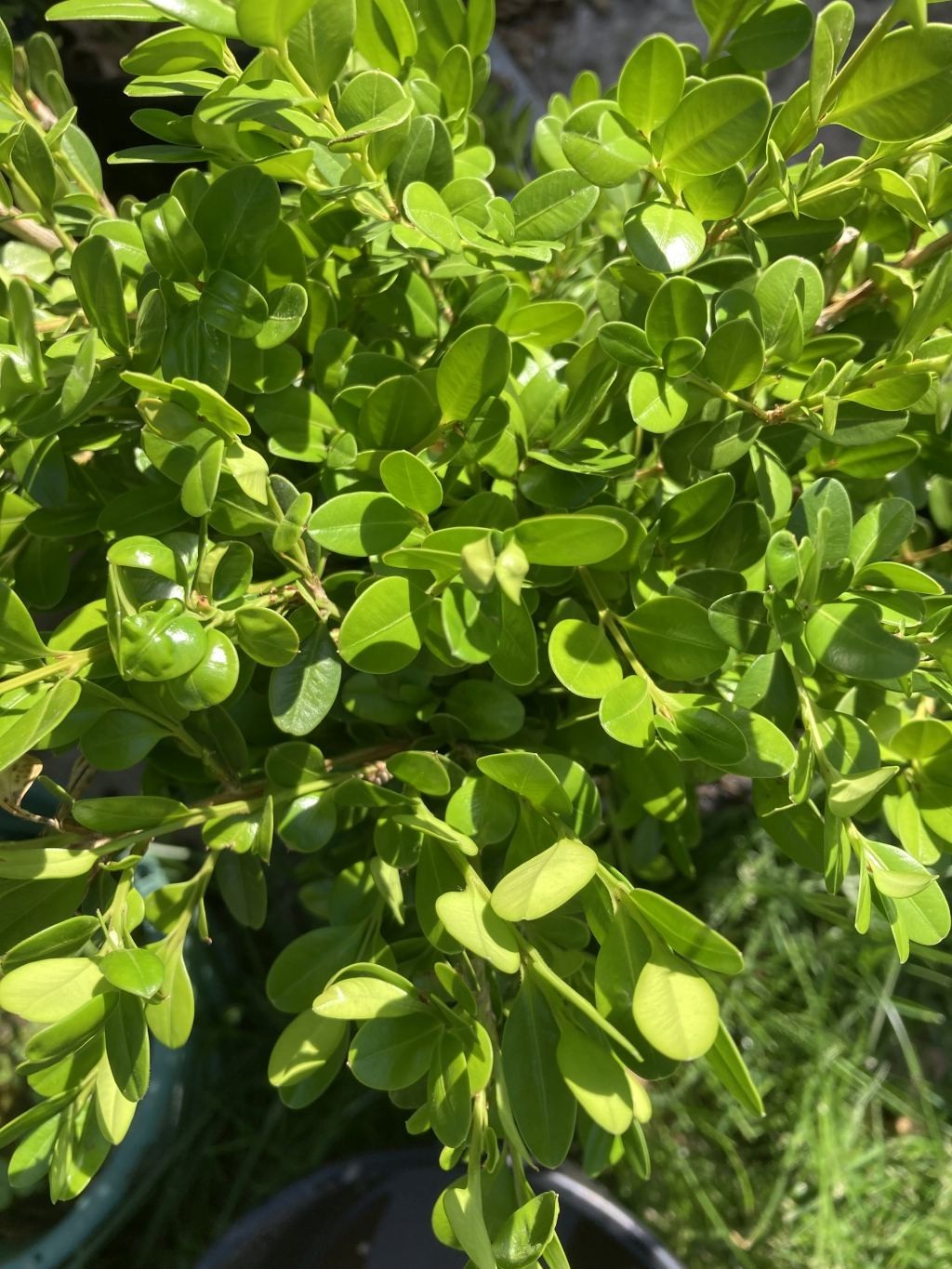 Boxwood Shrubs (5) Well Rooted; 9-11″ tall Bare Root *NICE*
