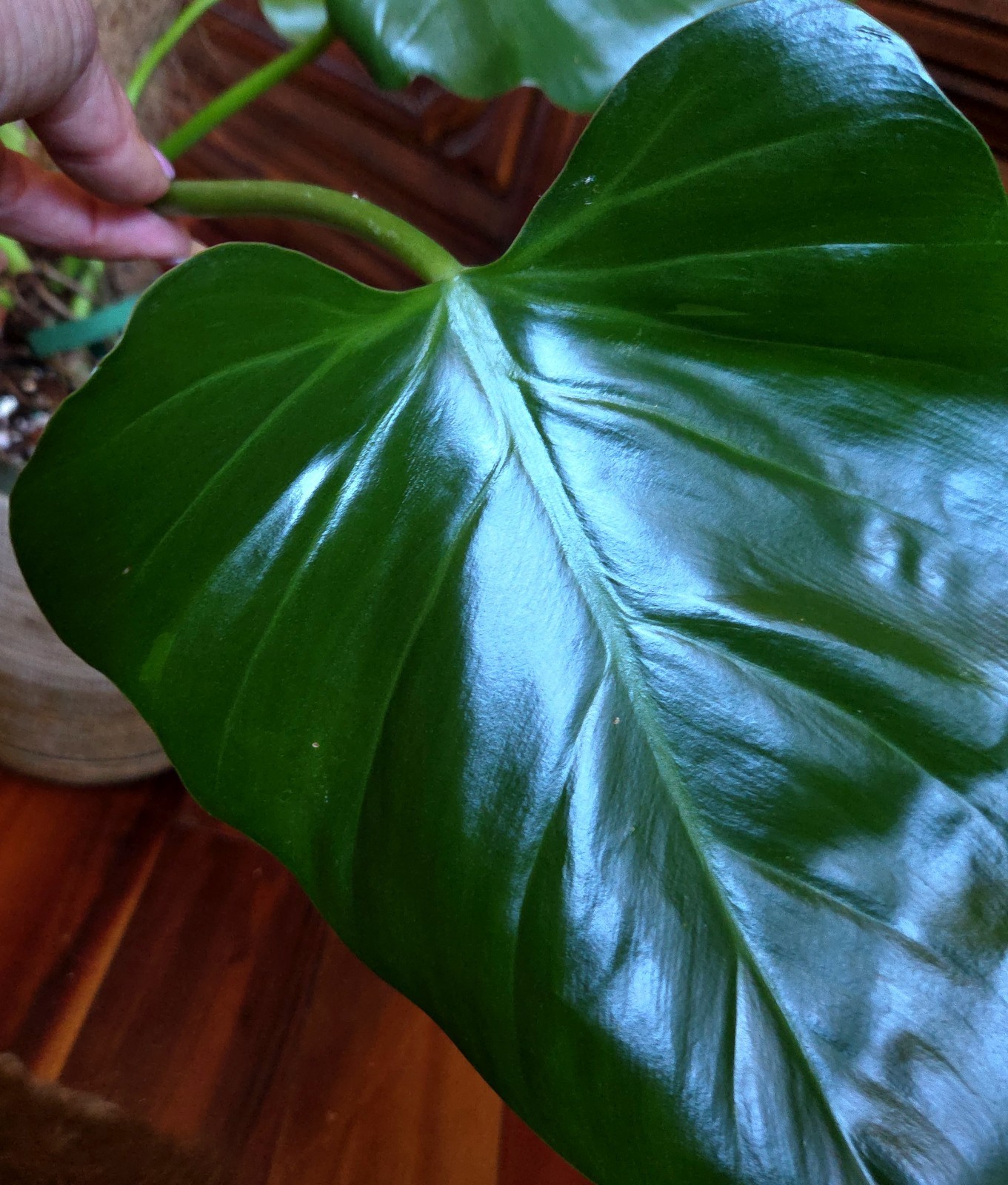 Rare XL Philodendron Giganteum Mint 30″ Tall Not Monstera Anthurium Syngonium