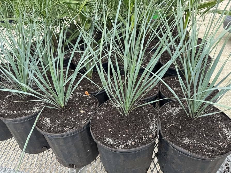 BLUE BIG BEND YUCCA ROSTRATA HARDY SUCCULENT LIVE PLANT 1 Gallon Container