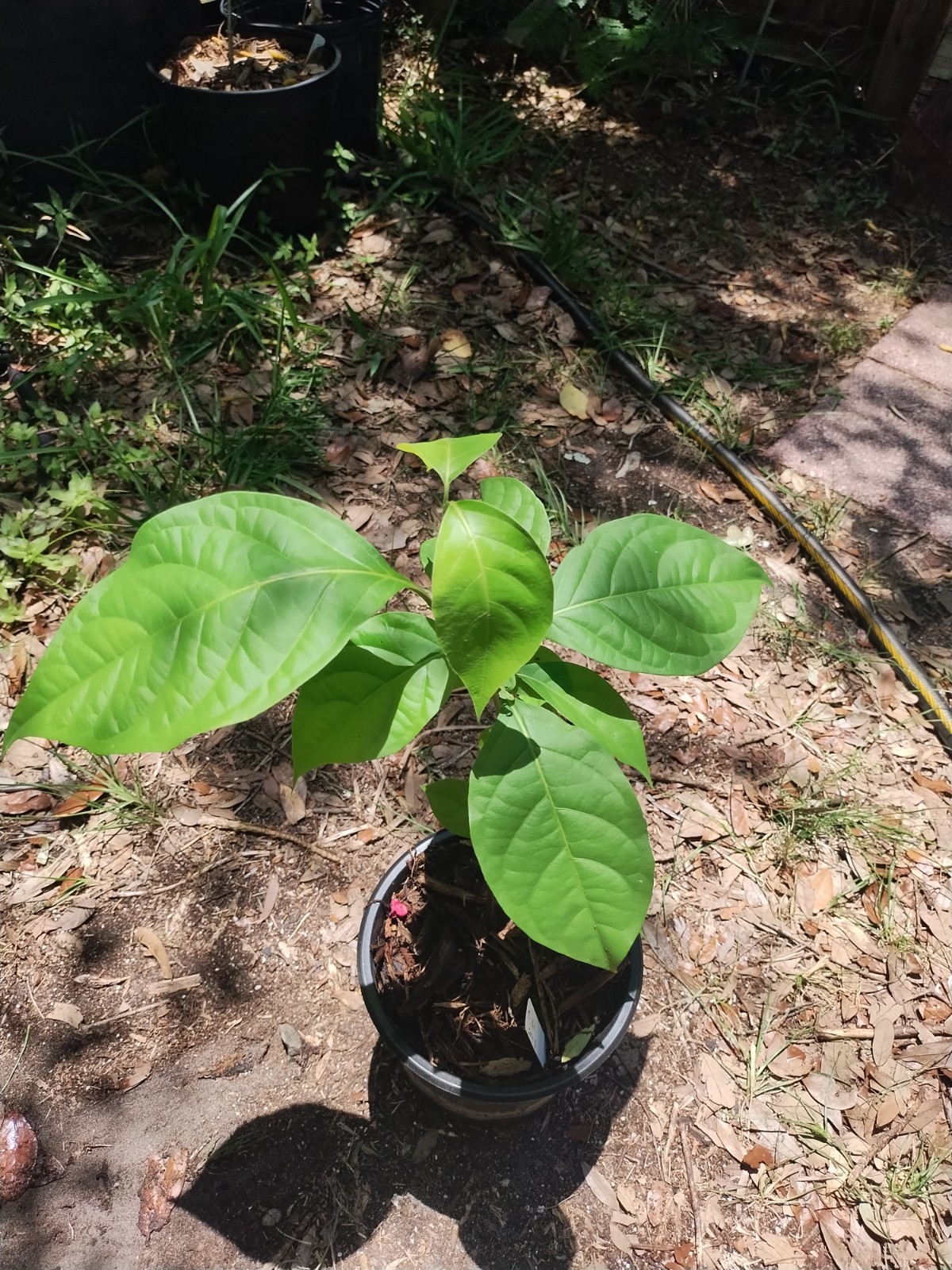 Rare South American Vine, Banisteriopsis C. Plant #2