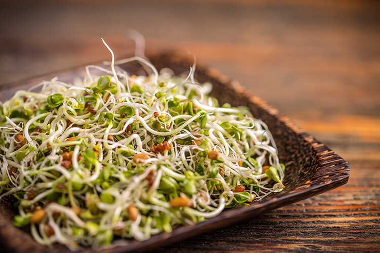 Organic Alfalfa Sprouting Seed microgreen salad lettuce 5lb 1,000,000 seeds