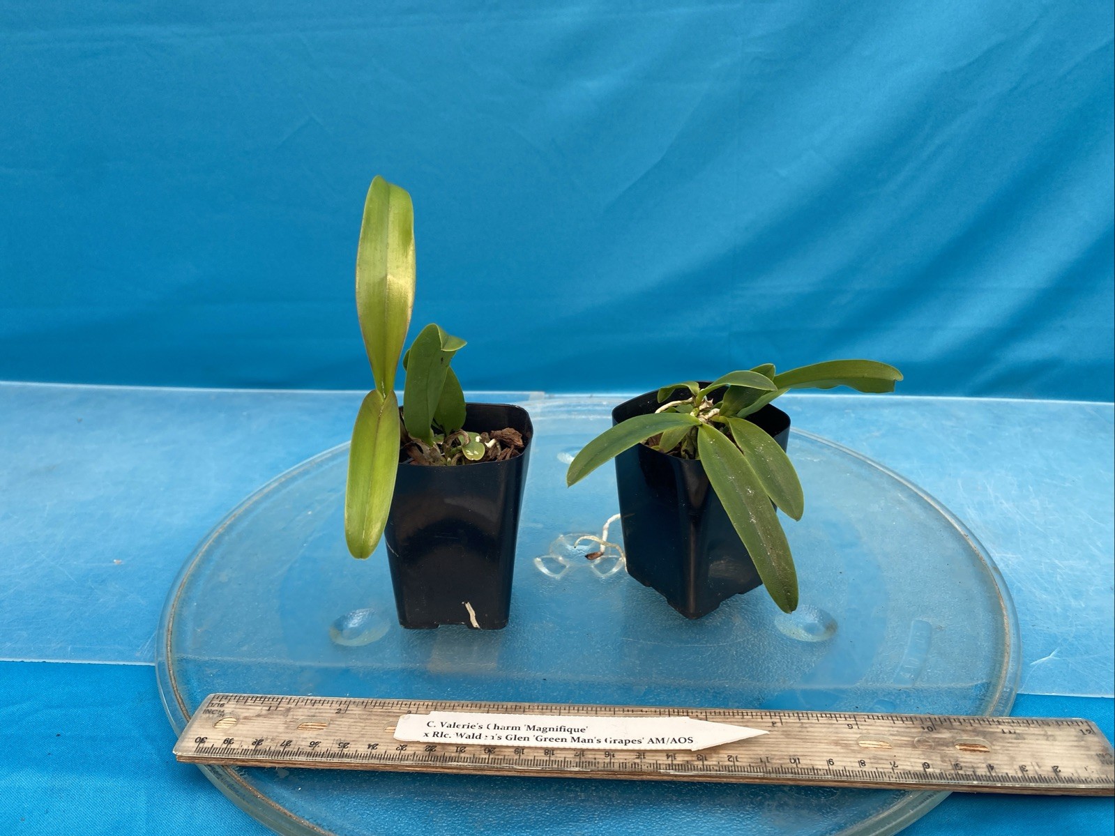 Cattleya Valerie’s Charm X Walden’s Glen Red Purple Orchid Eros Hybrid 2” Pot